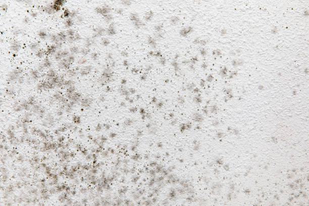 Mold Exposure & Symptoms